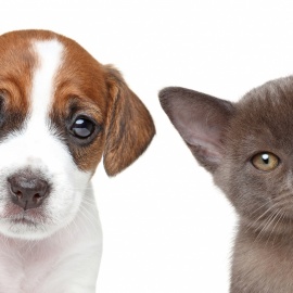 Pet