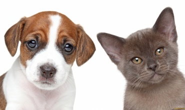 Pet